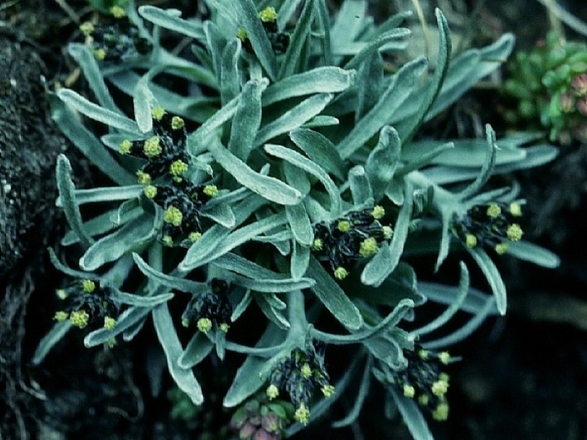 Gnaphalium supinum (Asteraceae)